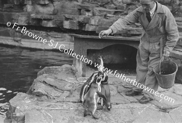 DUBLIN ZOO PENGUIN WITH KEEPER